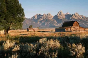 Hoback Antique Appraisers